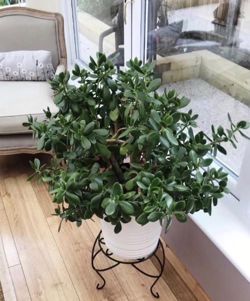 Jade Plant Growth