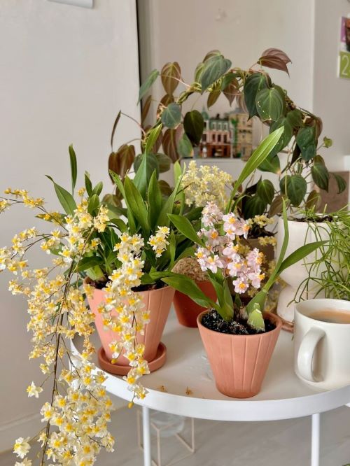 More Flowers from Indoor Plants