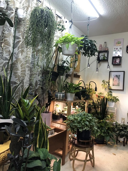 indoor jungle