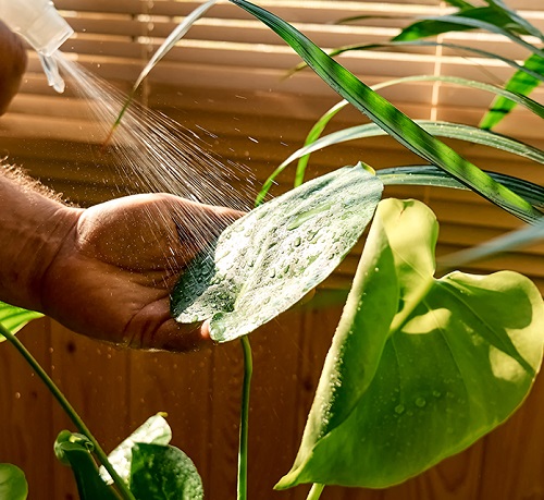 indoor plant fertilizer