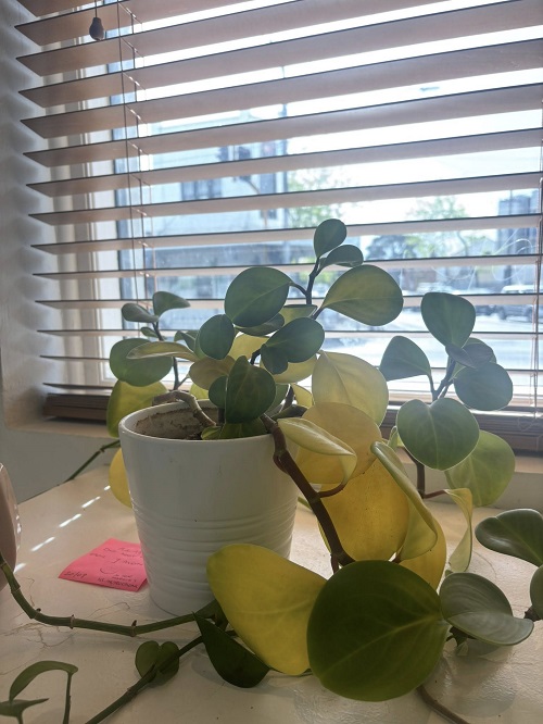 indor plant yellow leaves 