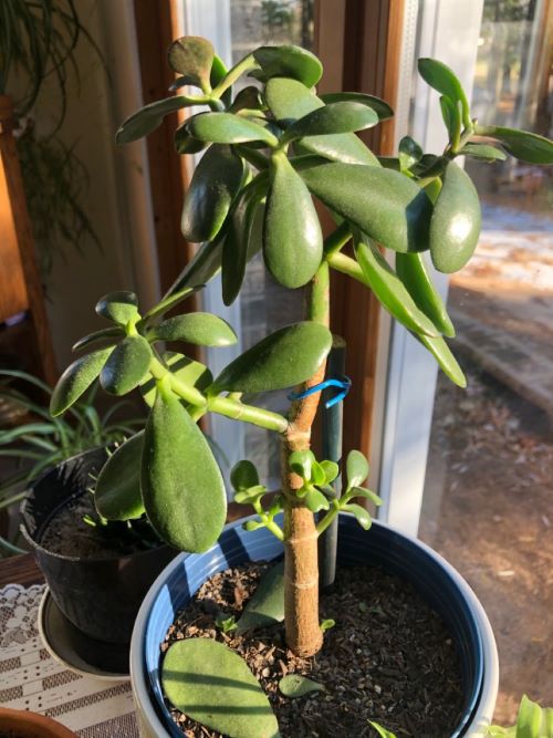 sunslight for plants