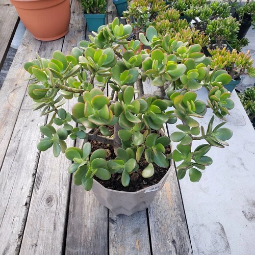 Boost Your Jade Plant's Growth 4