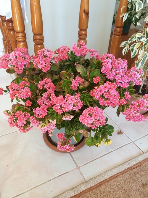 Kalanchoe blooming 