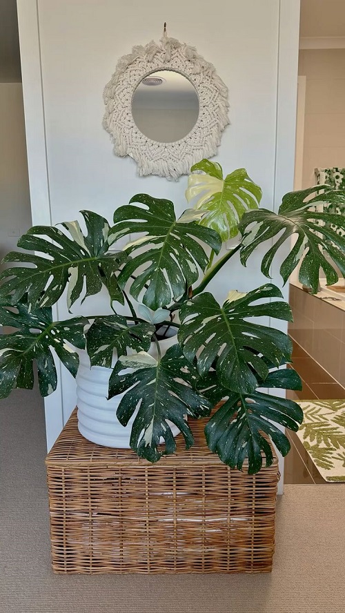 larger pot