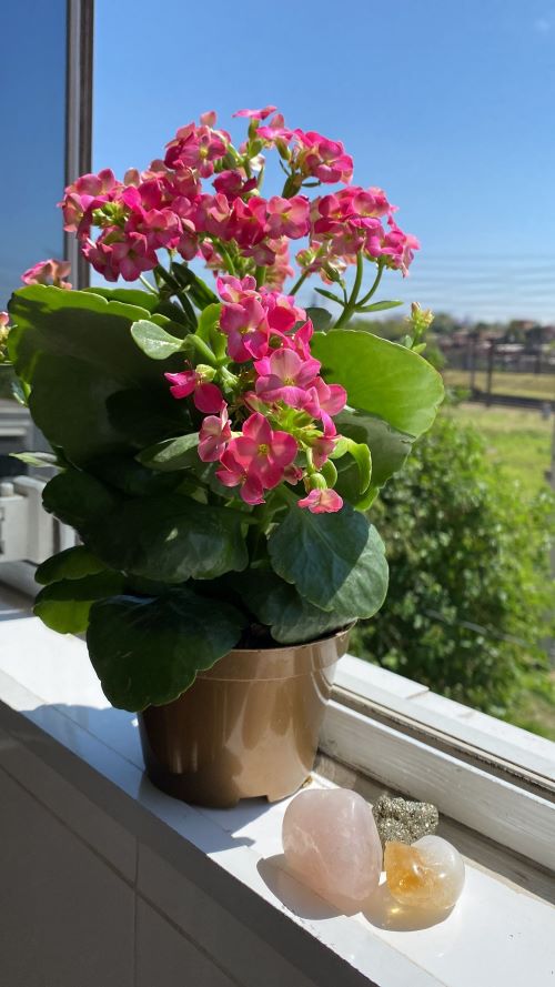 Get More Flowers from Indoor Plants