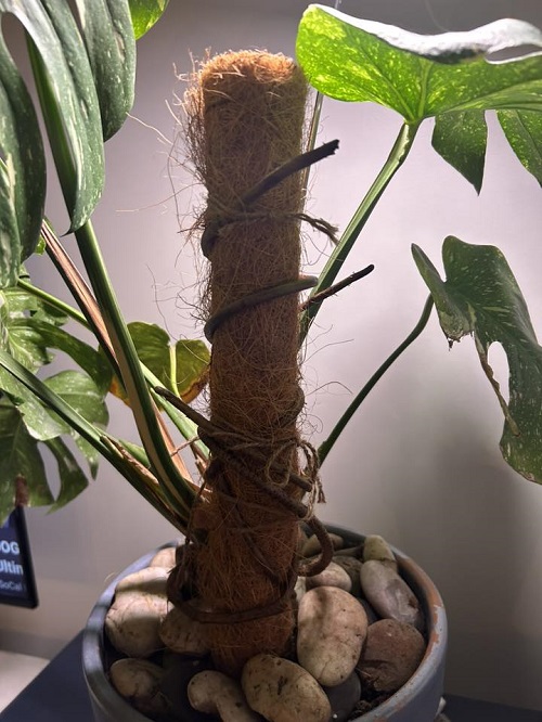 Encourage Aerial Roots