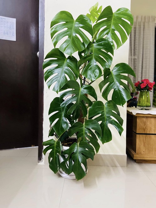 How to Train Monstera to Climb for Bigger Leaves Indoors