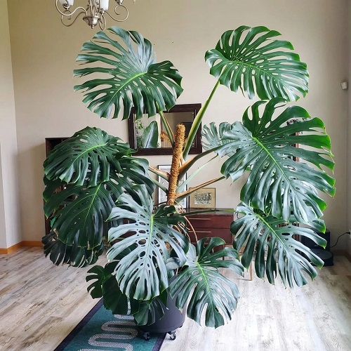 monstera moss pole
