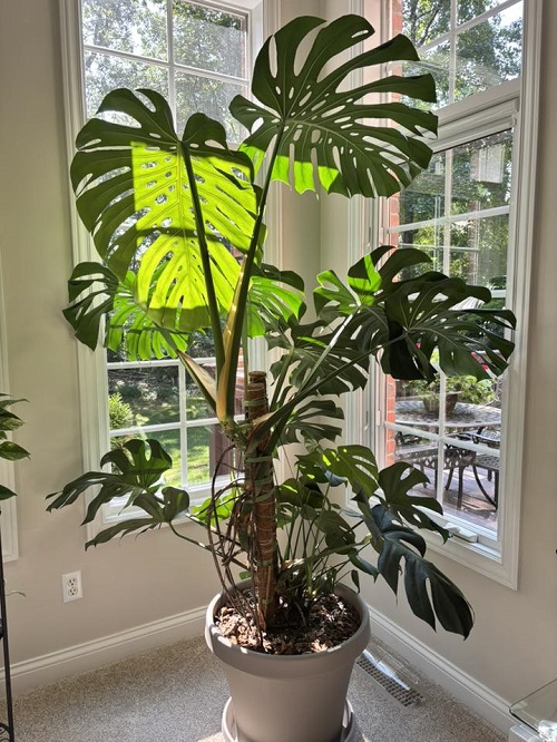 monstera near window