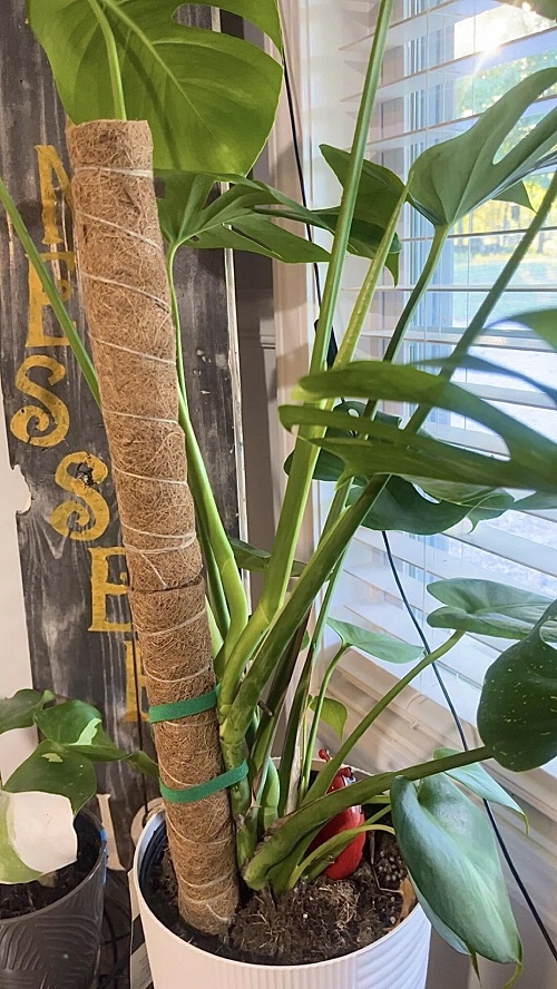 Monstera tie with moss pole