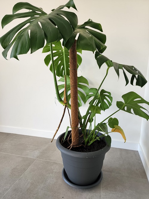 Monstera train to moss pole