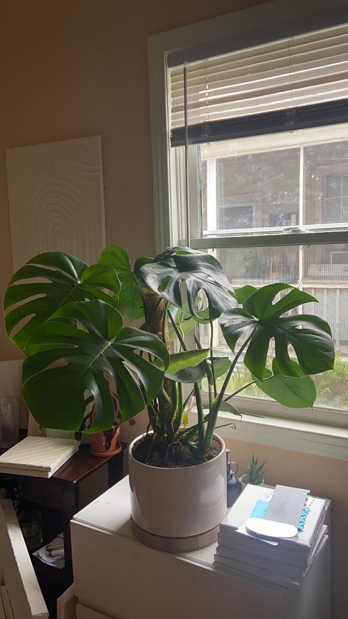 Best Direction to Place Indoor Plants