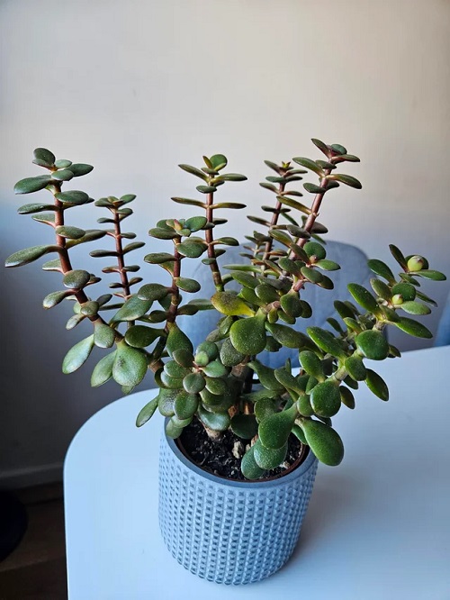 Boost Your Jade Plant's Growth 1