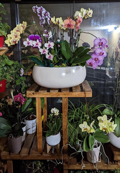 Get More Flowers from Indoor Plants3