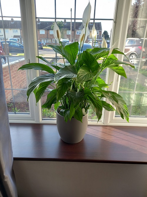 peace lily East-Facing window 