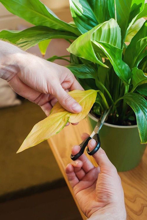 prune indoor plant