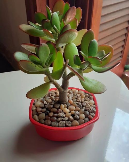 Boost Your Jade Plant's Growth 2