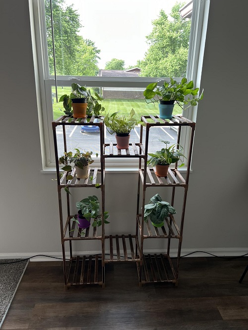 plant for North-Facing Window