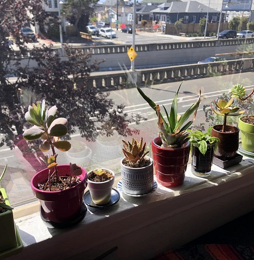 plant for West-Facing Window 