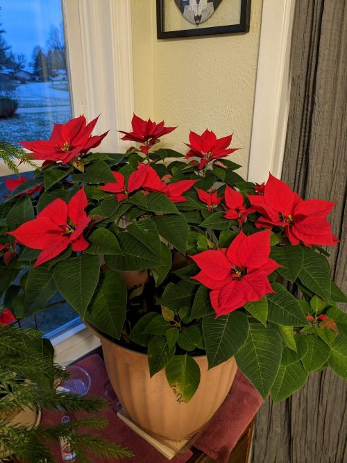 Get More Flowers from Indoor Plants 5