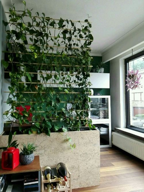 pothos wall divider ideas 1