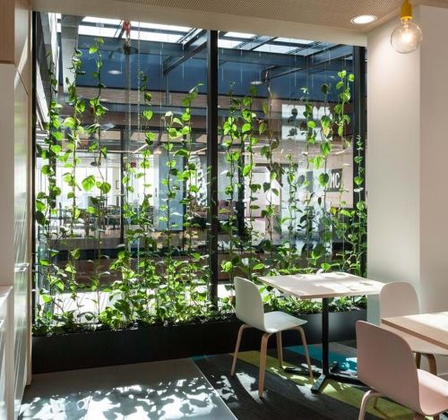 pothos wall divider ideas 10