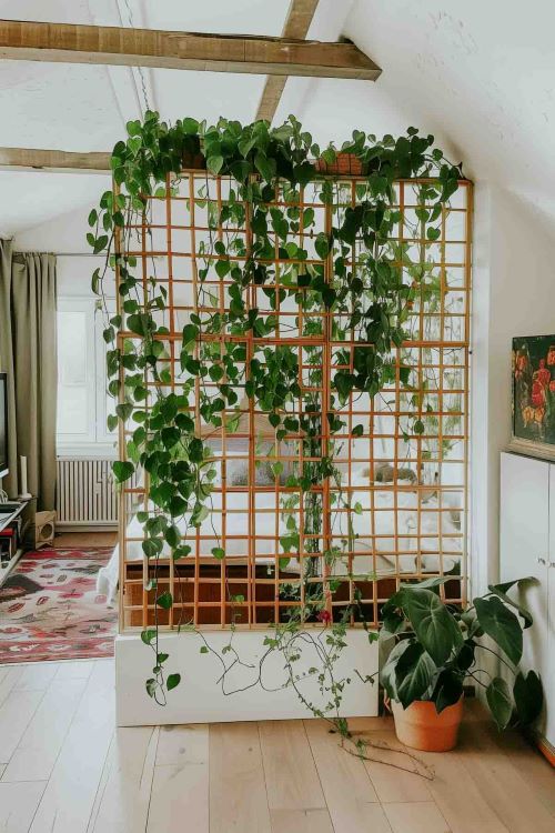 pothos wall divider ideas 2