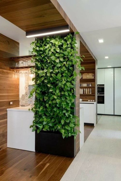 pothos wall divider ideas 4