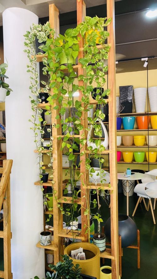 pothos wall divider ideas 5
