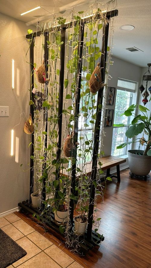 pothos wall divider ideas 6