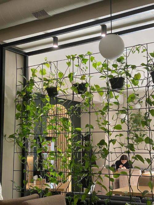 pothos wall divider ideas 8