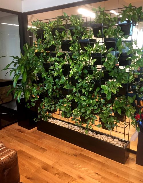 pothos wall divider ideas 7