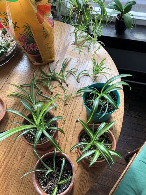 Grow a Braided Spider Plant 3