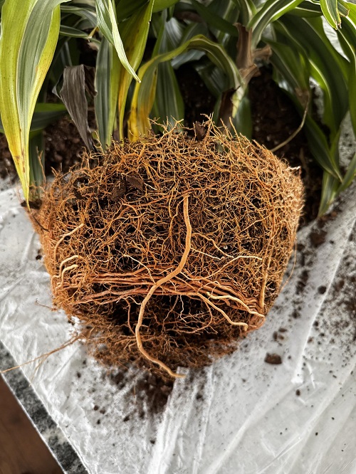 indoor plant root bound