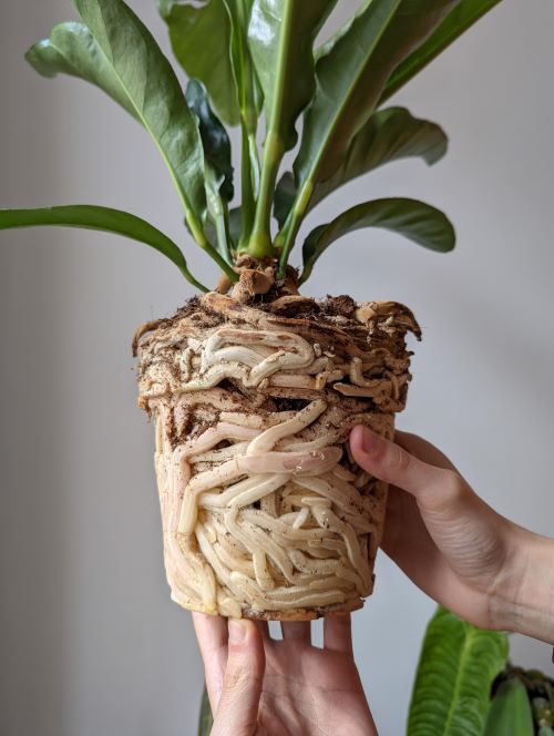 Get More Flowers from Indoor Plants