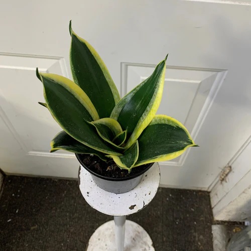 snake plant indoor
