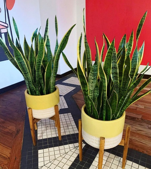 Tricks to Make Small Houseplants Look Big and Lush