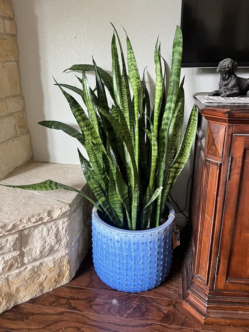 snake plant indoor
