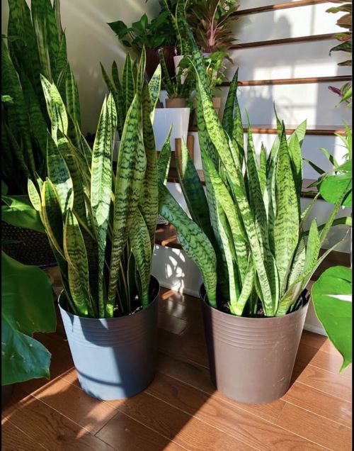 Grow Snake Plant into Circular Or Spiral Shape 2