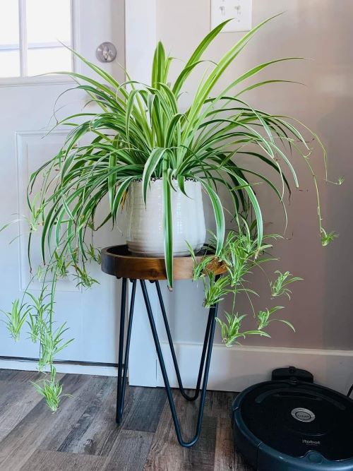 Grow a Braided Spider Plant 2