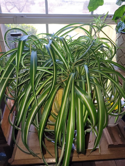 plants near window