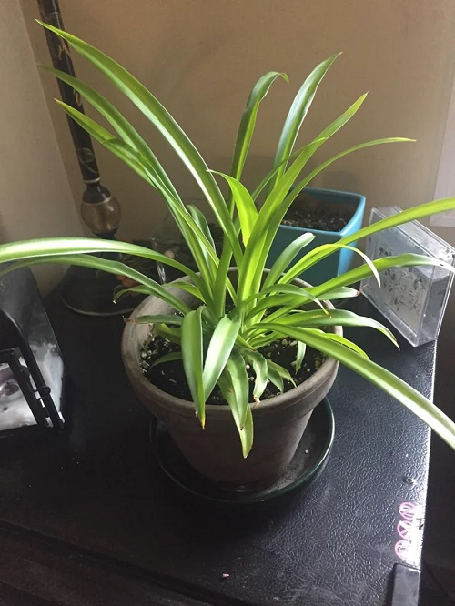 Why Your Plant Looks Healthy but Isn’t Growing