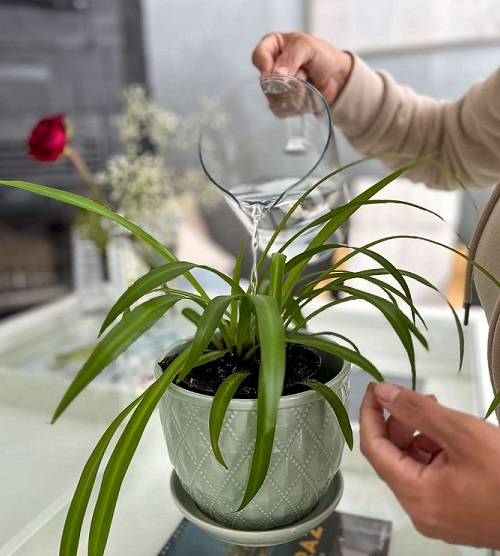 spider plant watering