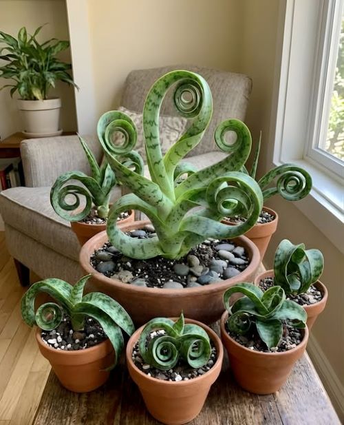 Grow Snake Plant into Circular Or Spiral Shape