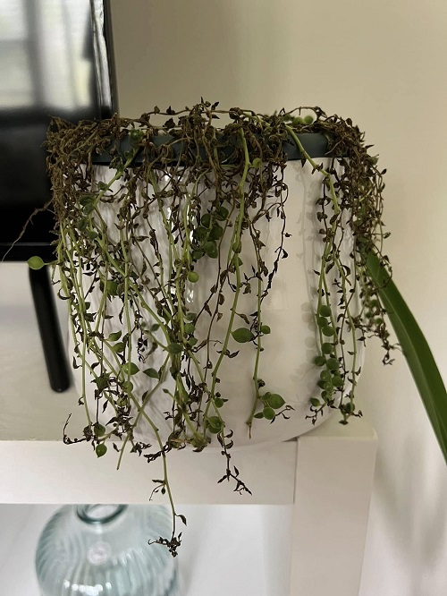 String of Pearls Dying? Fixes