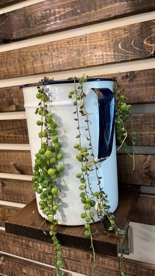 string of pearls Underwatering
