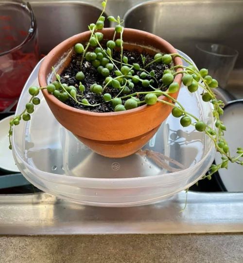 string-of-pearls-bottom-watering