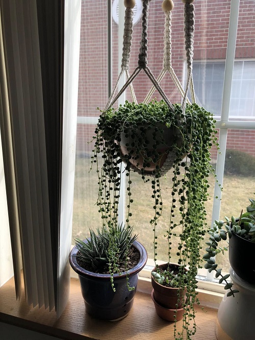 string of pearls near window
