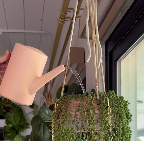 string of pearls watering